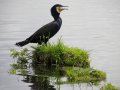 kormoran.jpg